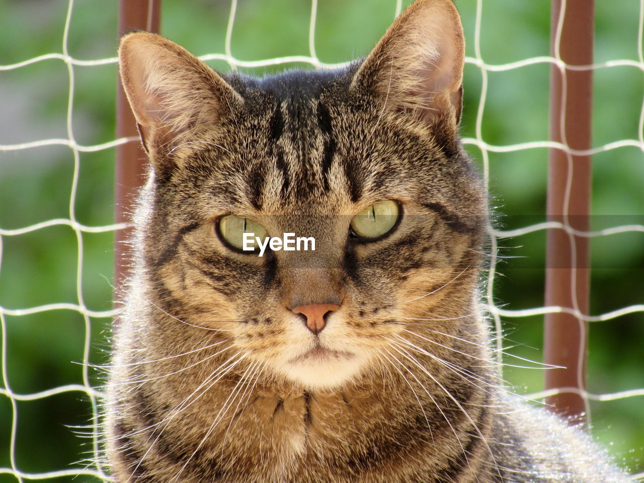 Close-up portrait of a cat