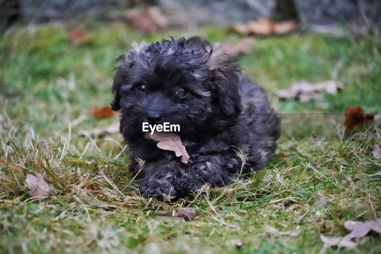 dog, pet, animal themes, animal, one animal, mammal, canine, domestic animals, puppy, grass, havanese, black, young animal, plant, portrait, nature, no people, cute, looking at camera, field, land, selective focus, lying down, lap dog, outdoors, day