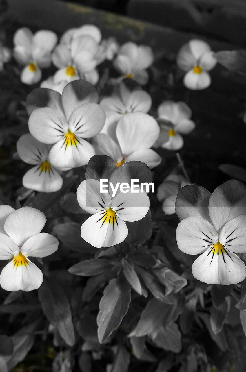 CLOSE-UP OF WHITE DAISY FLOWERS