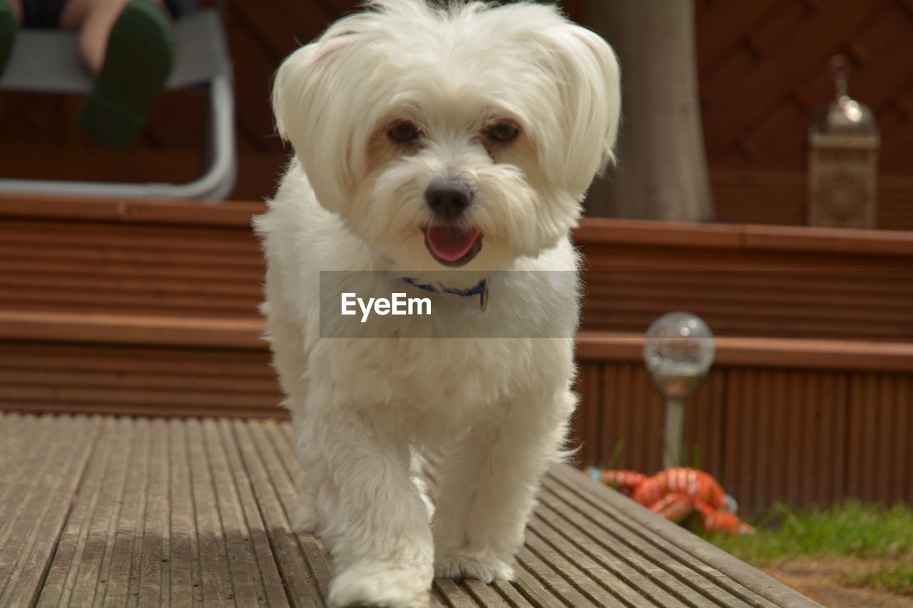 Portrait of white dog sitting on table