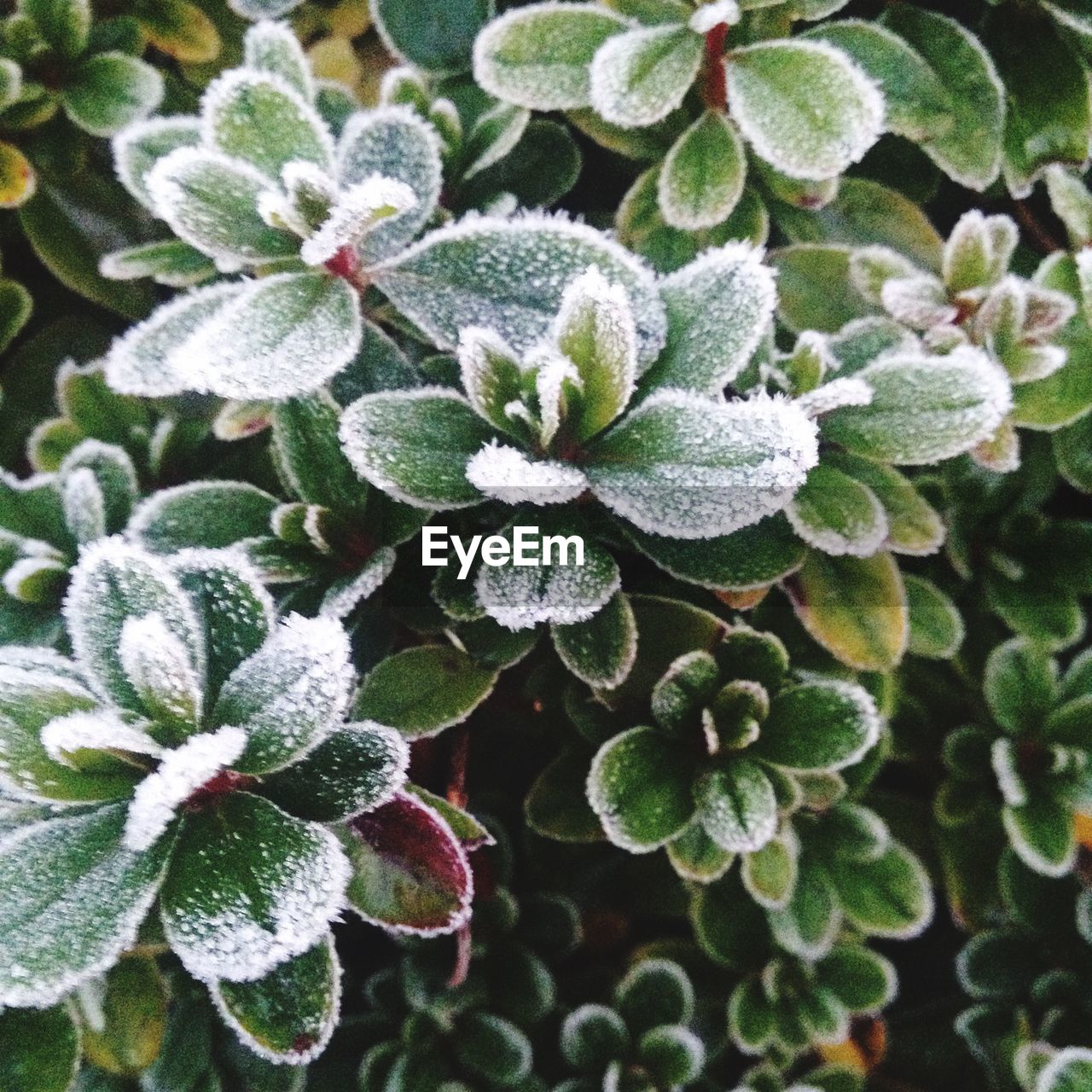 High angle view of dew drops on leaf