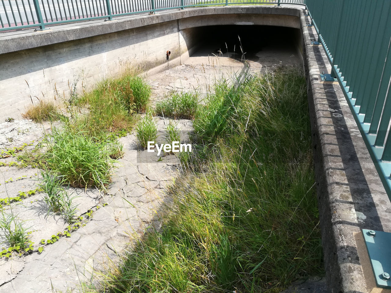 WALKWAY AMIDST PLANTS