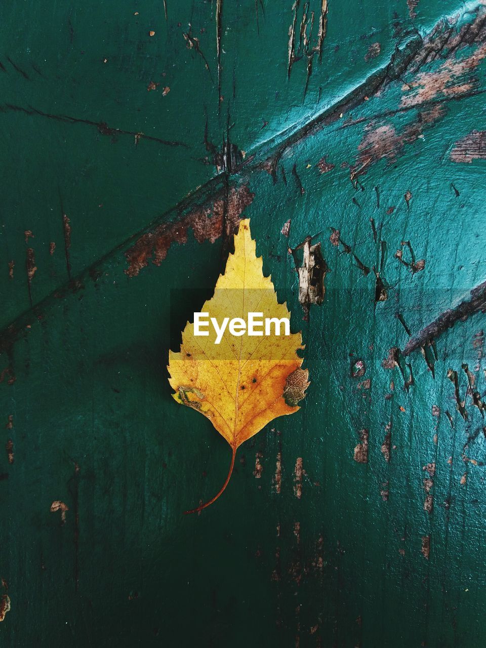 CLOSE-UP OF YELLOW MAPLE LEAF ON AUTUMN