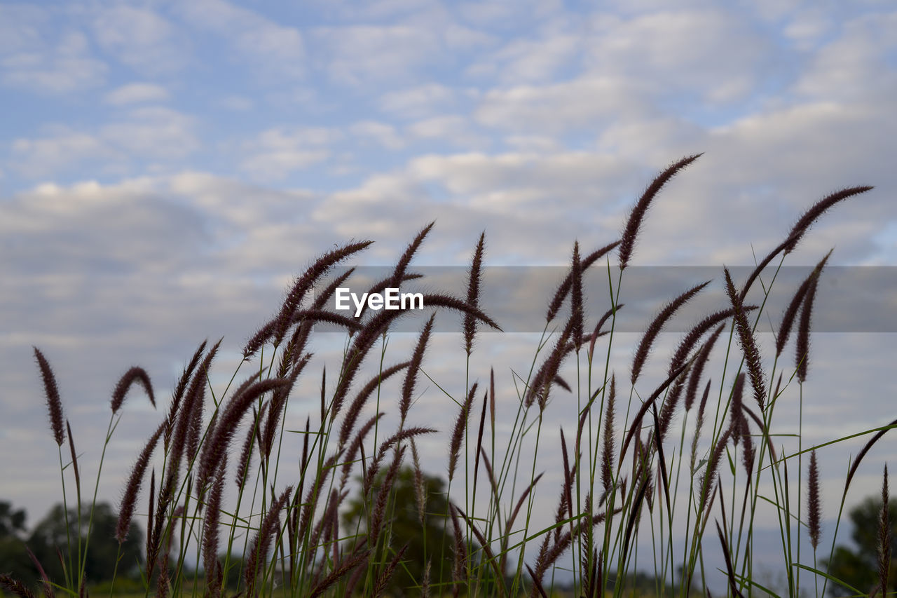 LOW ANGLE VIEW OF STALKS AGAINST SKY