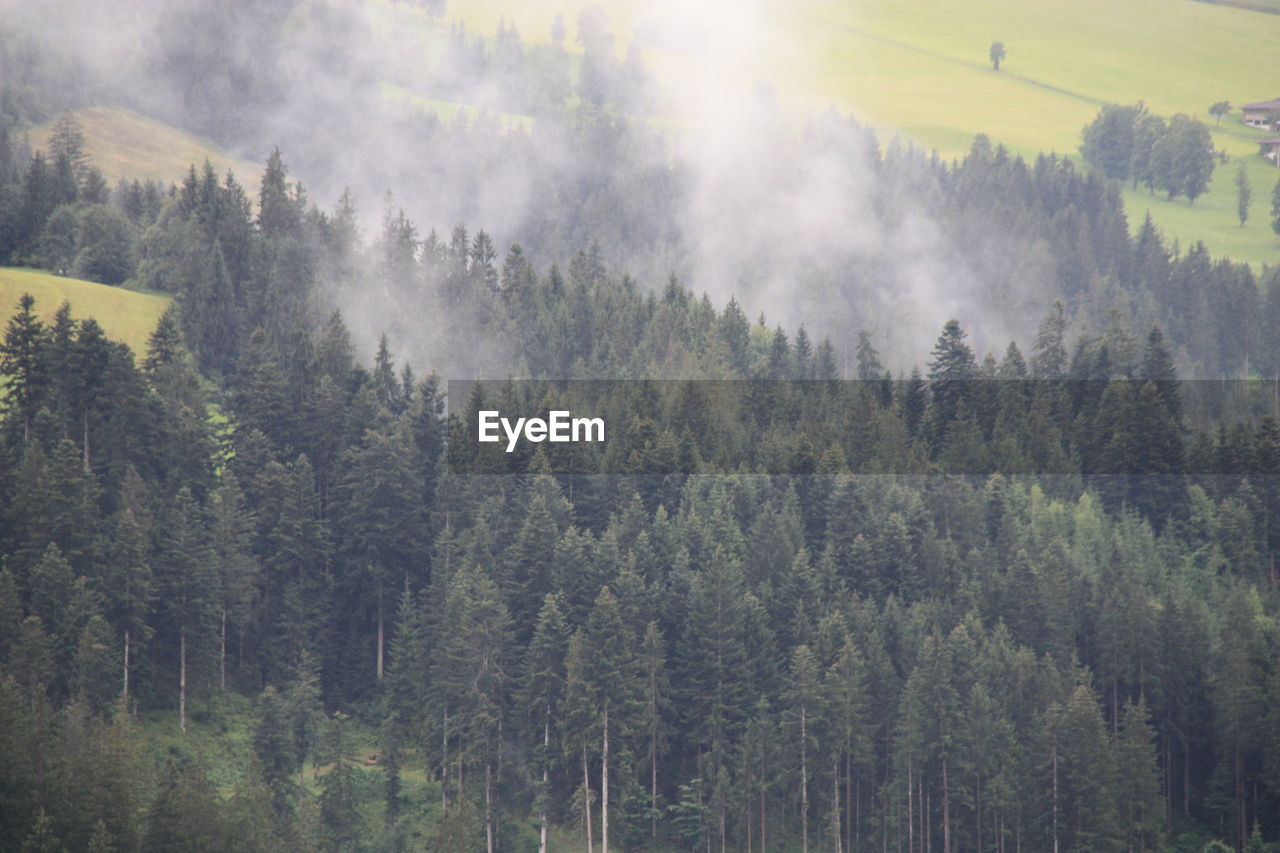 Panoramic view of pine trees in forest with fog