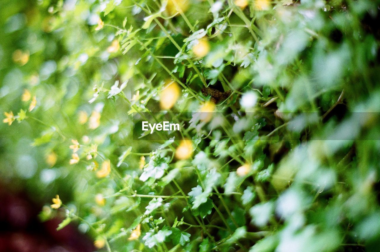 CLOSE-UP OF FRESH GREEN PLANTS IN SUNLIGHT