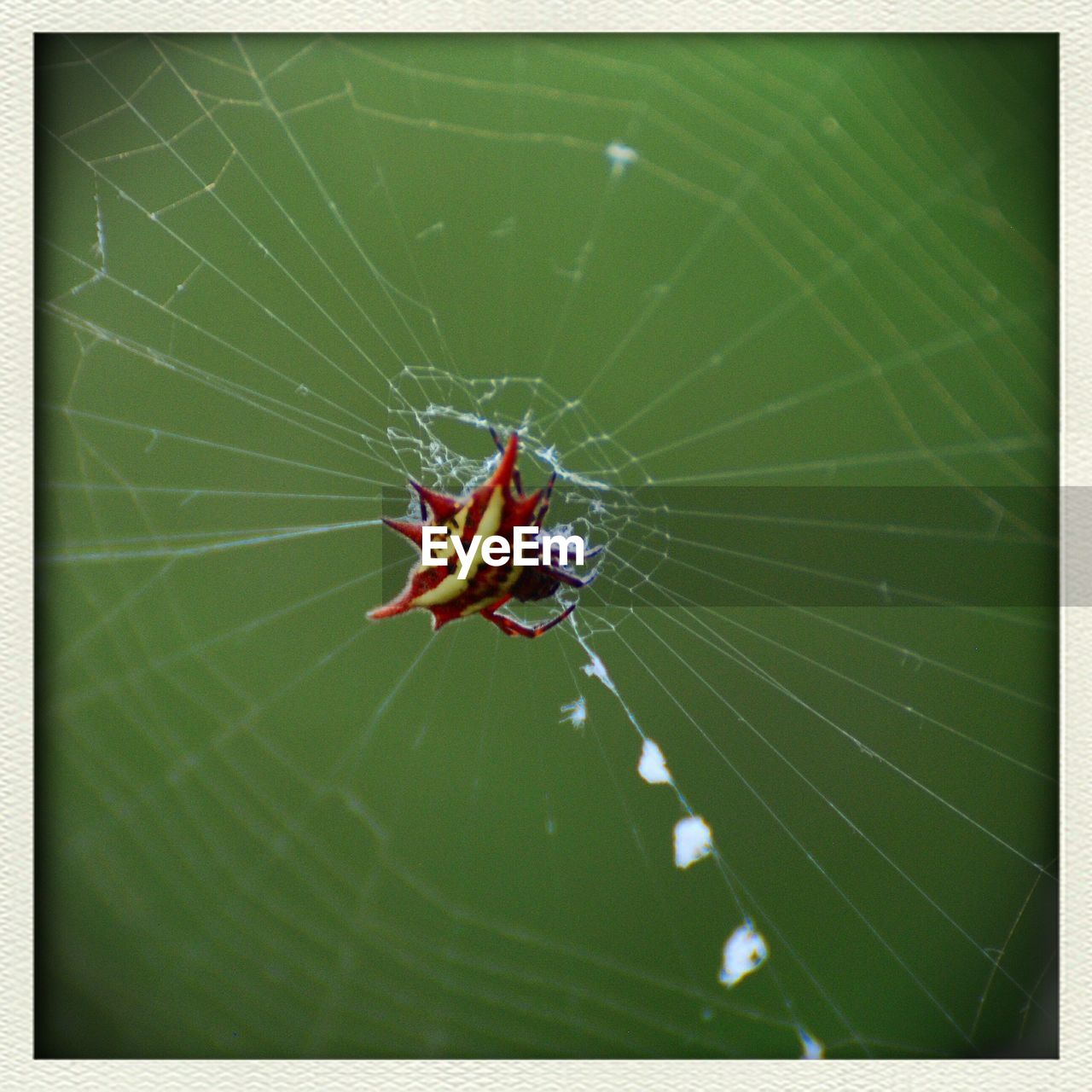 Close-up of spider and web