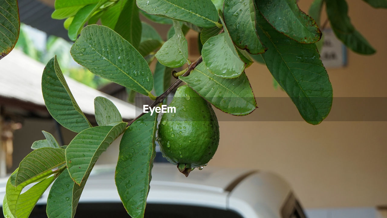 Close-up of fresh fruit on plant