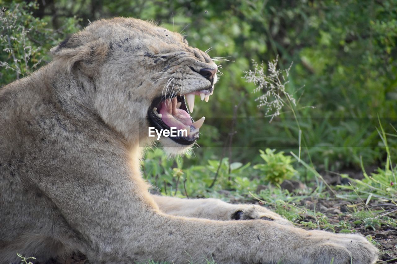 VIEW OF A CAT ON A ZOO