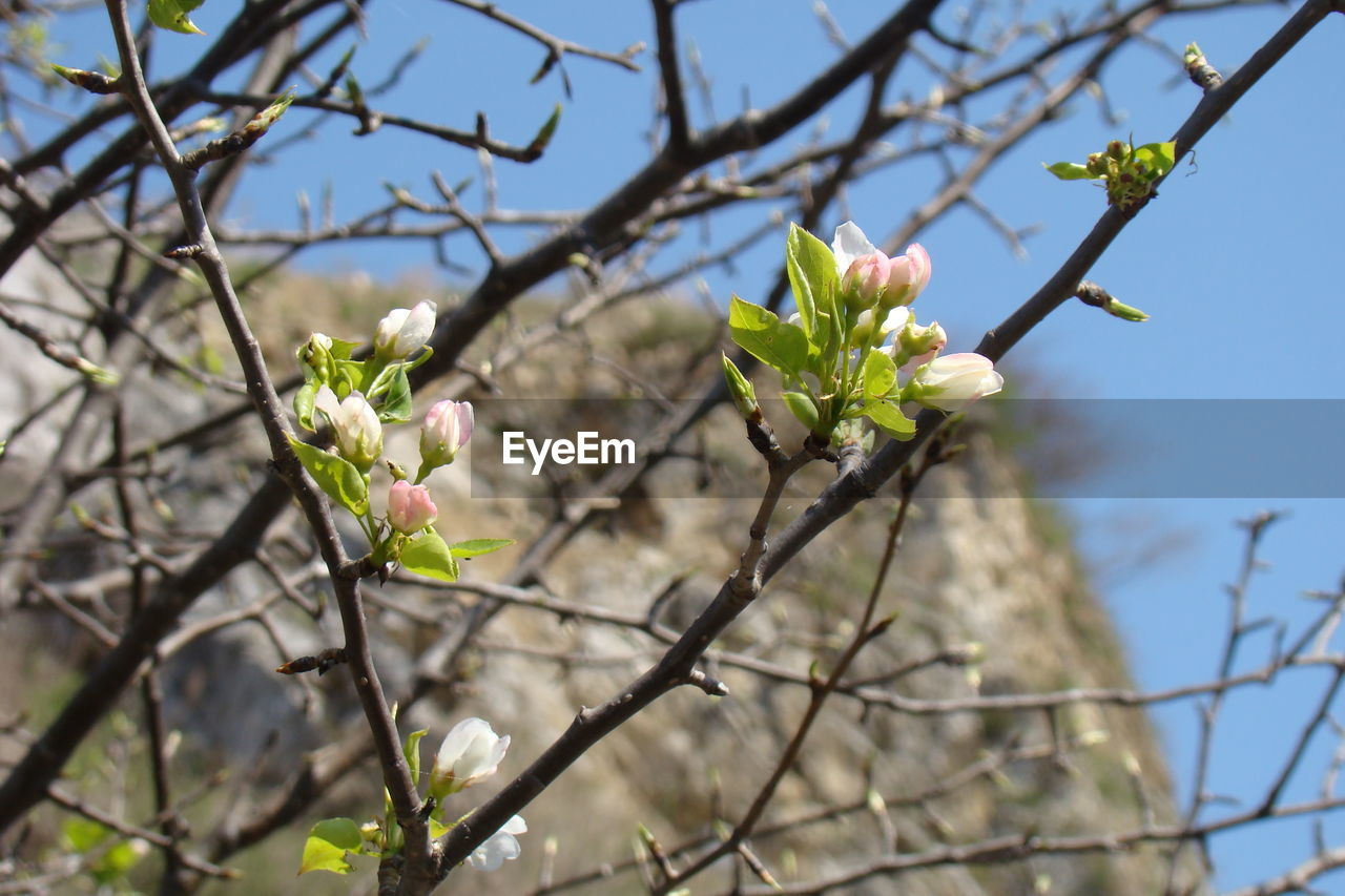 Low angle view of blooming tree