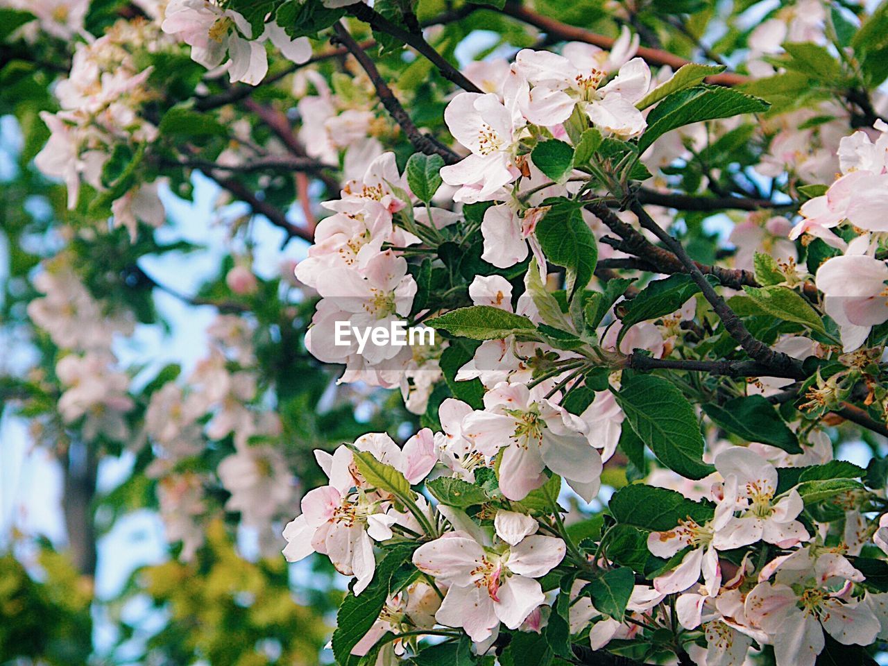 CLOSE-UP OF WHITE FLOWERS BLOOMING ON BRANCH