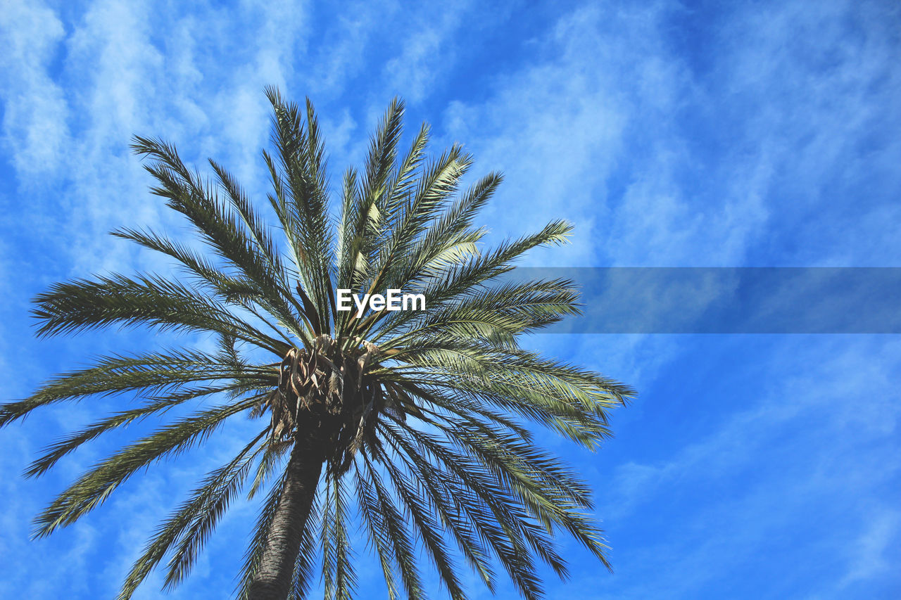 LOW ANGLE VIEW OF PALM TREES AGAINST SKY