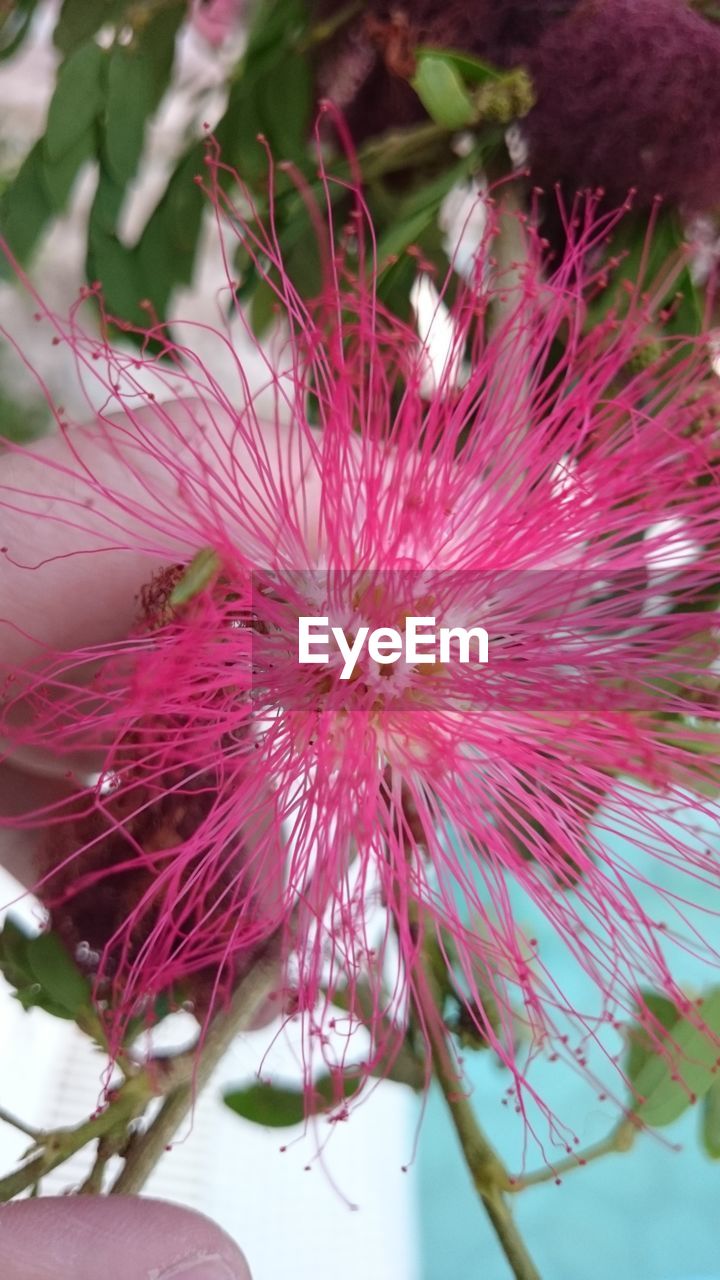 CLOSE-UP OF FLOWER