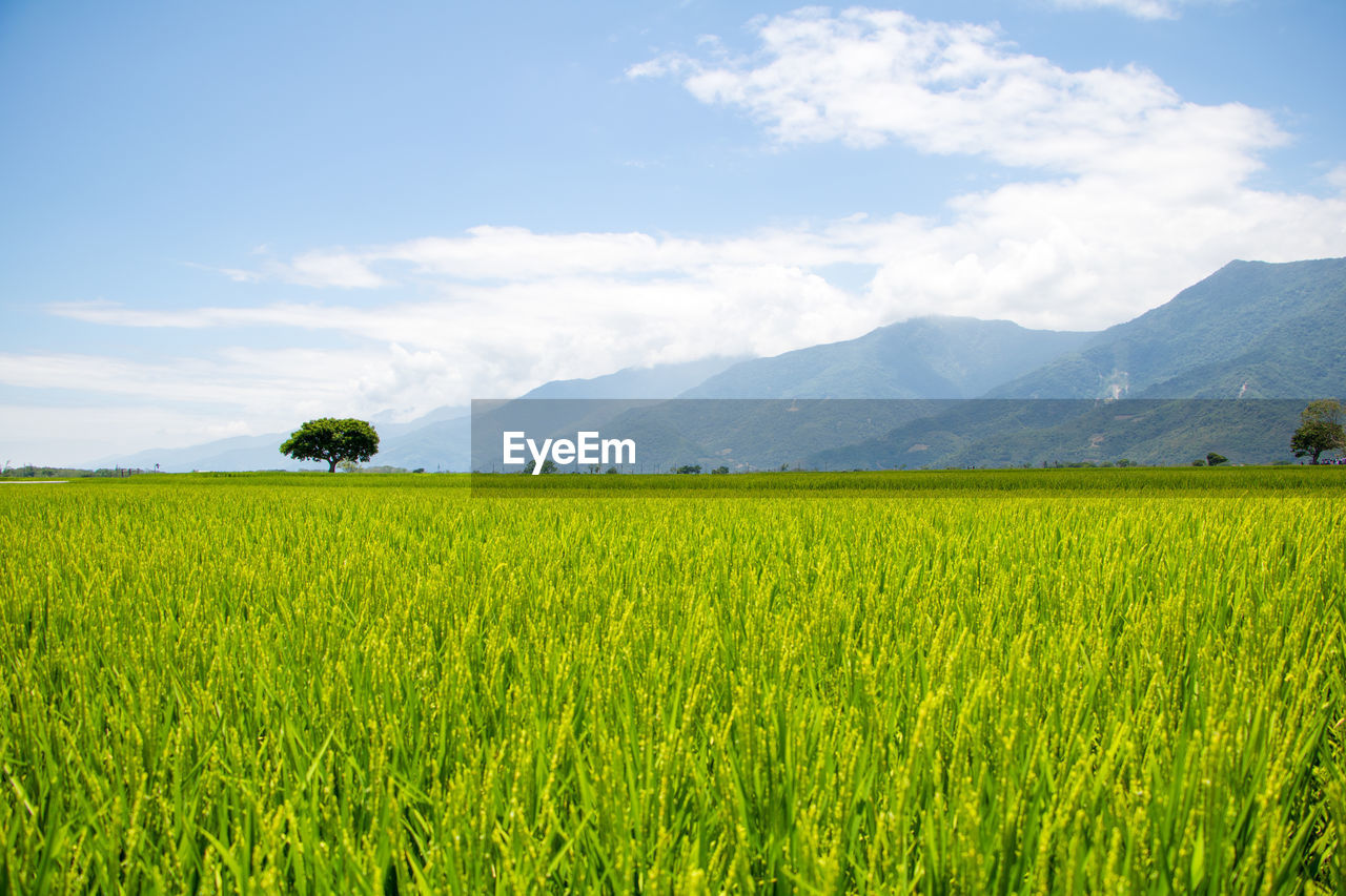 Scenic view of agricultural field against sky