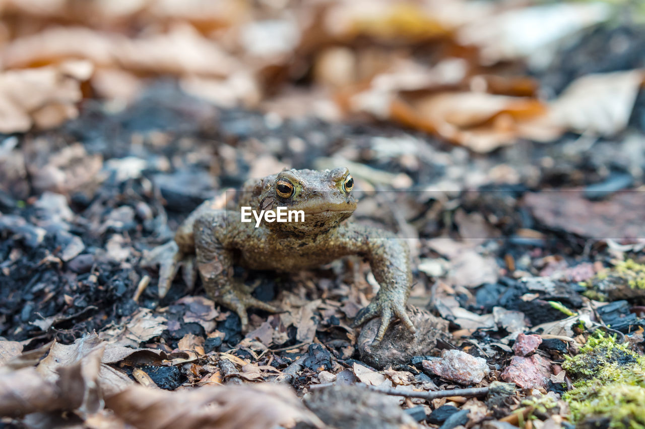 Forest toad. a frog in the woods. amphibian jumping through the woods. the toad moves to the lake.