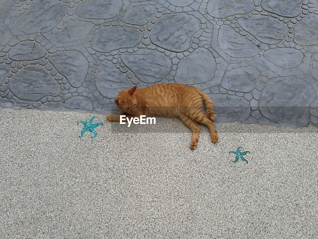 HIGH ANGLE VIEW OF DOG LYING ON FLOOR