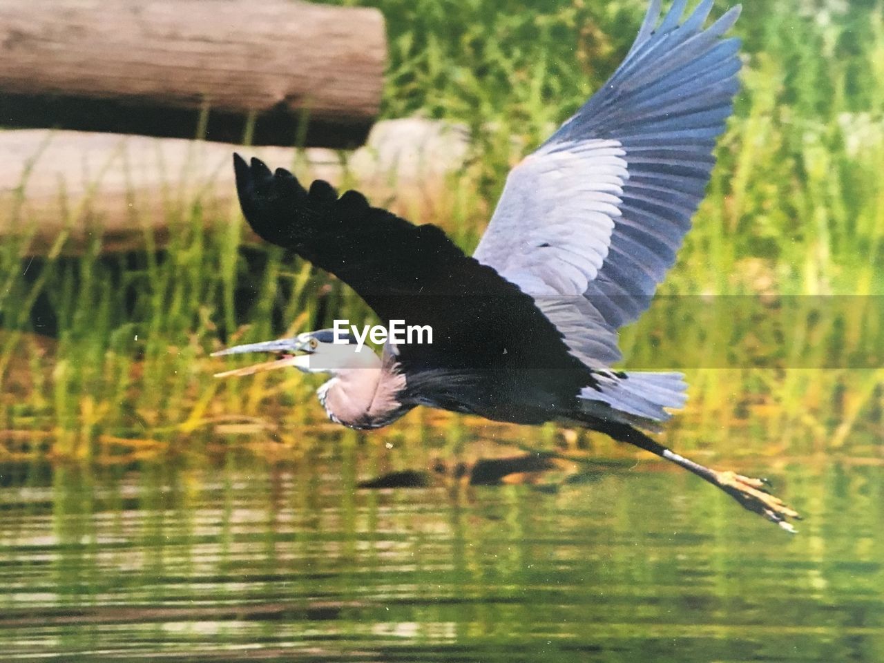 CLOSE-UP OF GRAY HERON FLYING OVER LAKE