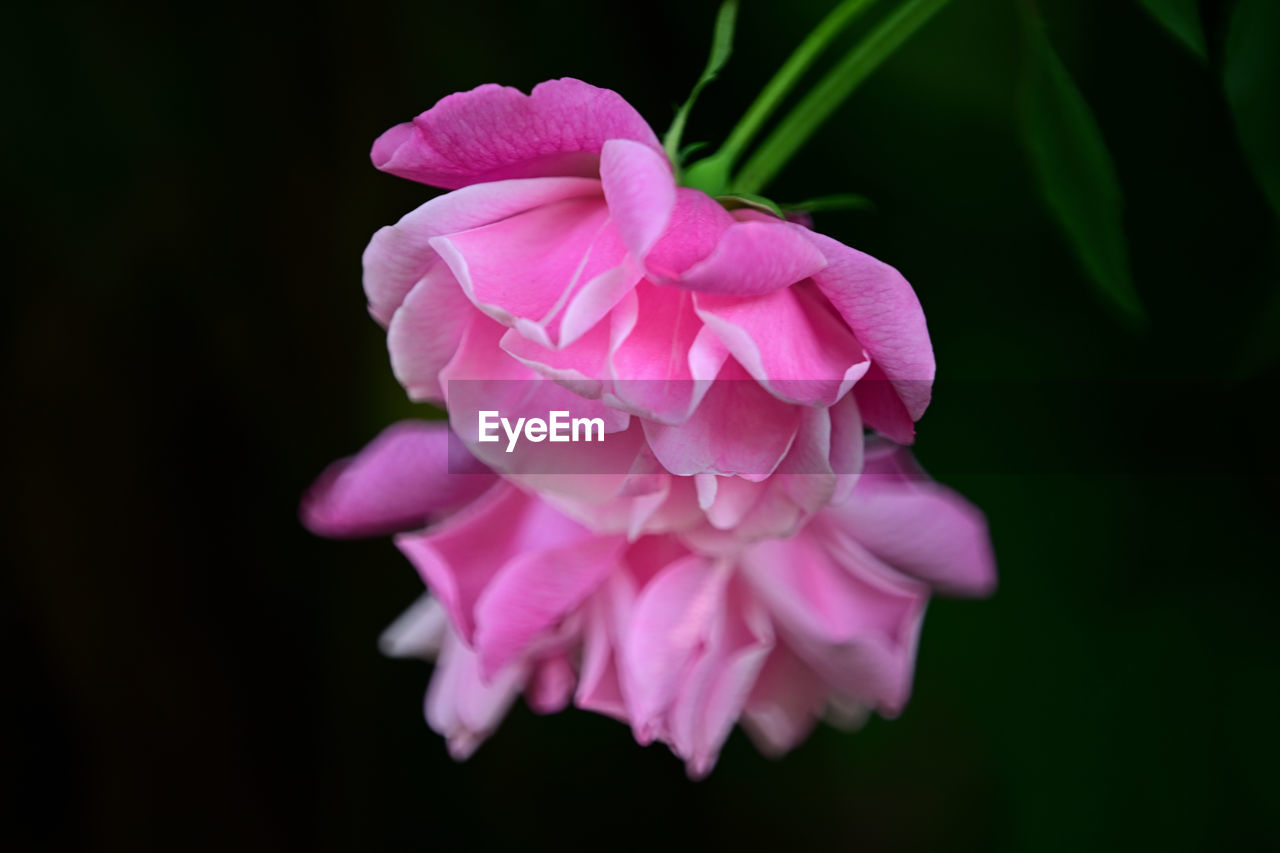 flower, flowering plant, pink, plant, beauty in nature, freshness, petal, close-up, inflorescence, flower head, fragility, macro photography, nature, blossom, no people, growth, black background, outdoors, botany, magenta, springtime, leaf, focus on foreground, plant part