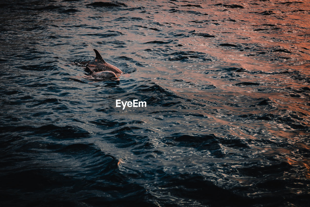 HIGH ANGLE VIEW OF FISH SWIMMING