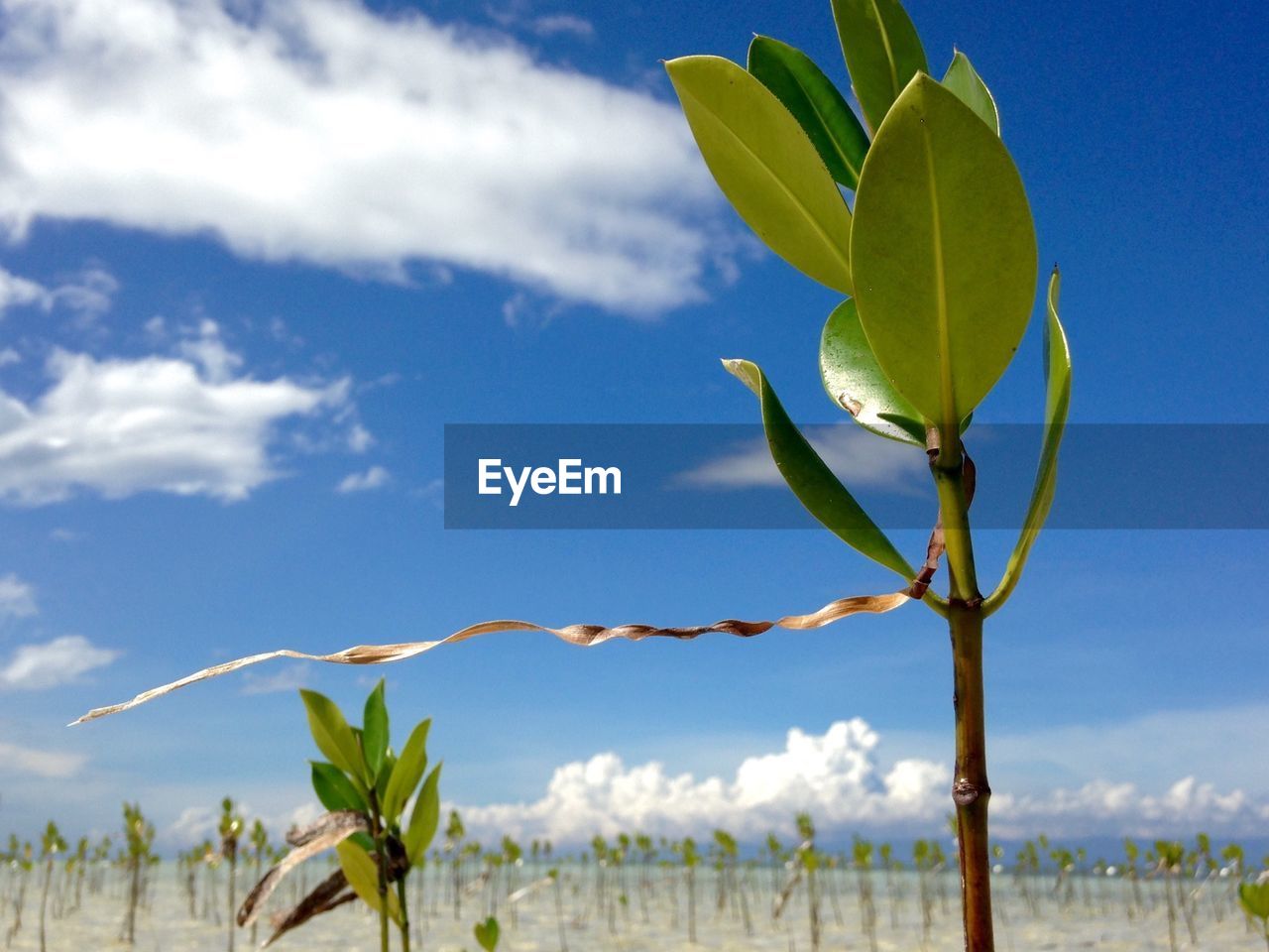 PLANTS GROWING ON FIELD AGAINST SKY