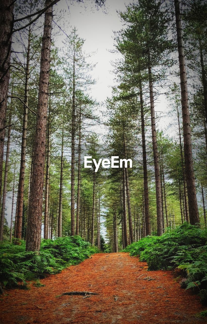 DIRT ROAD AMIDST TREES IN FOREST