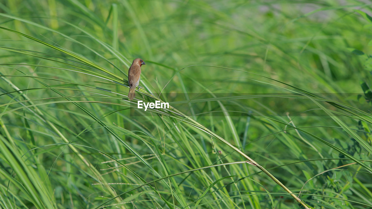 CLOSE-UP OF A LIZARD ON GRASS