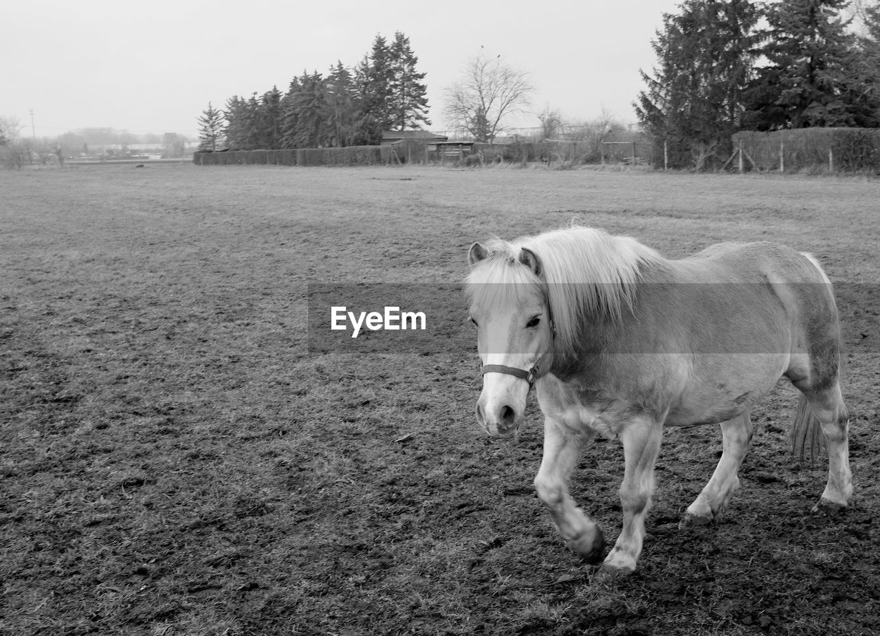 Horse standing in a field