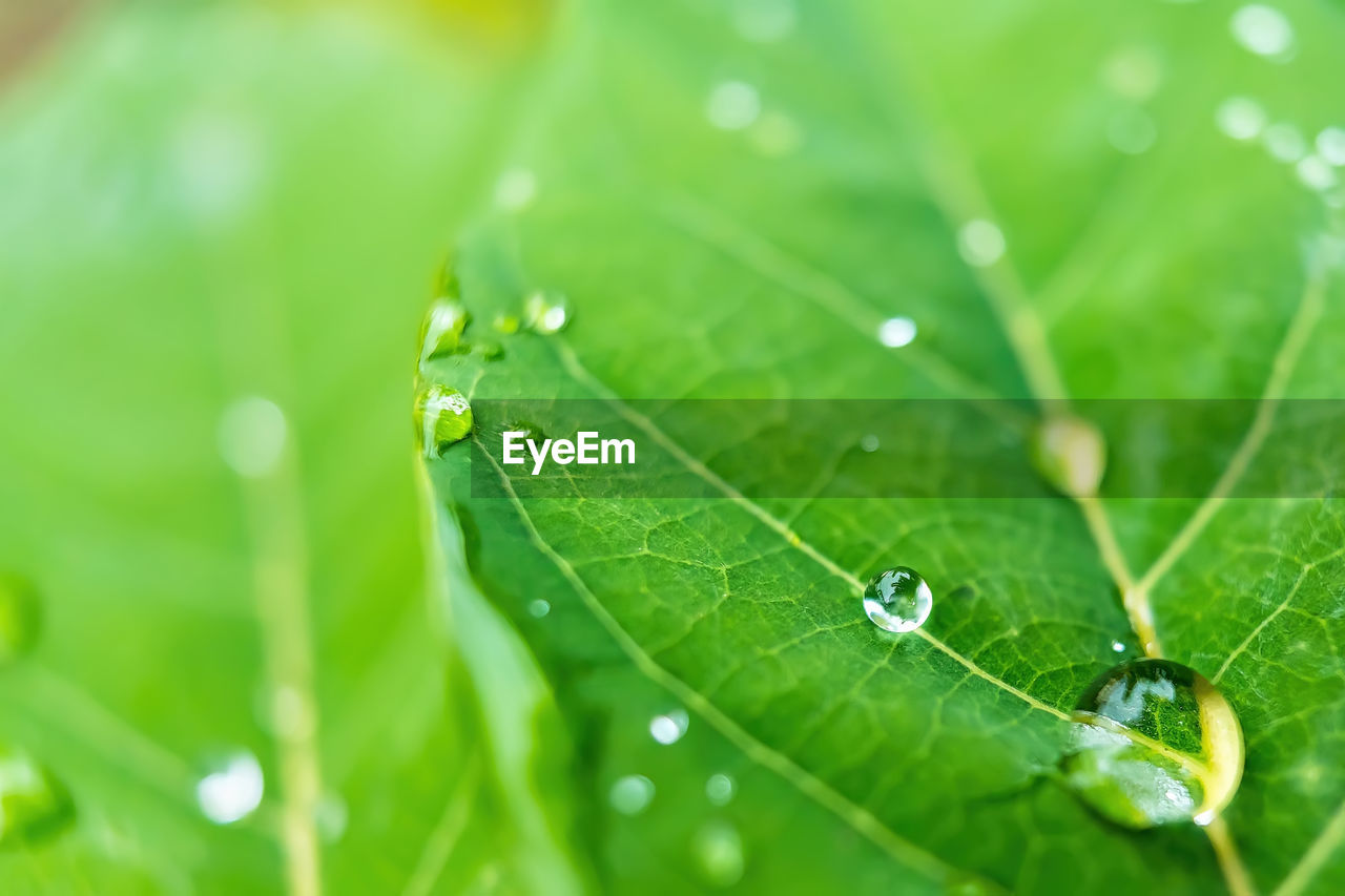 CLOSE-UP OF WATER DROPS ON GREEN LEAVES