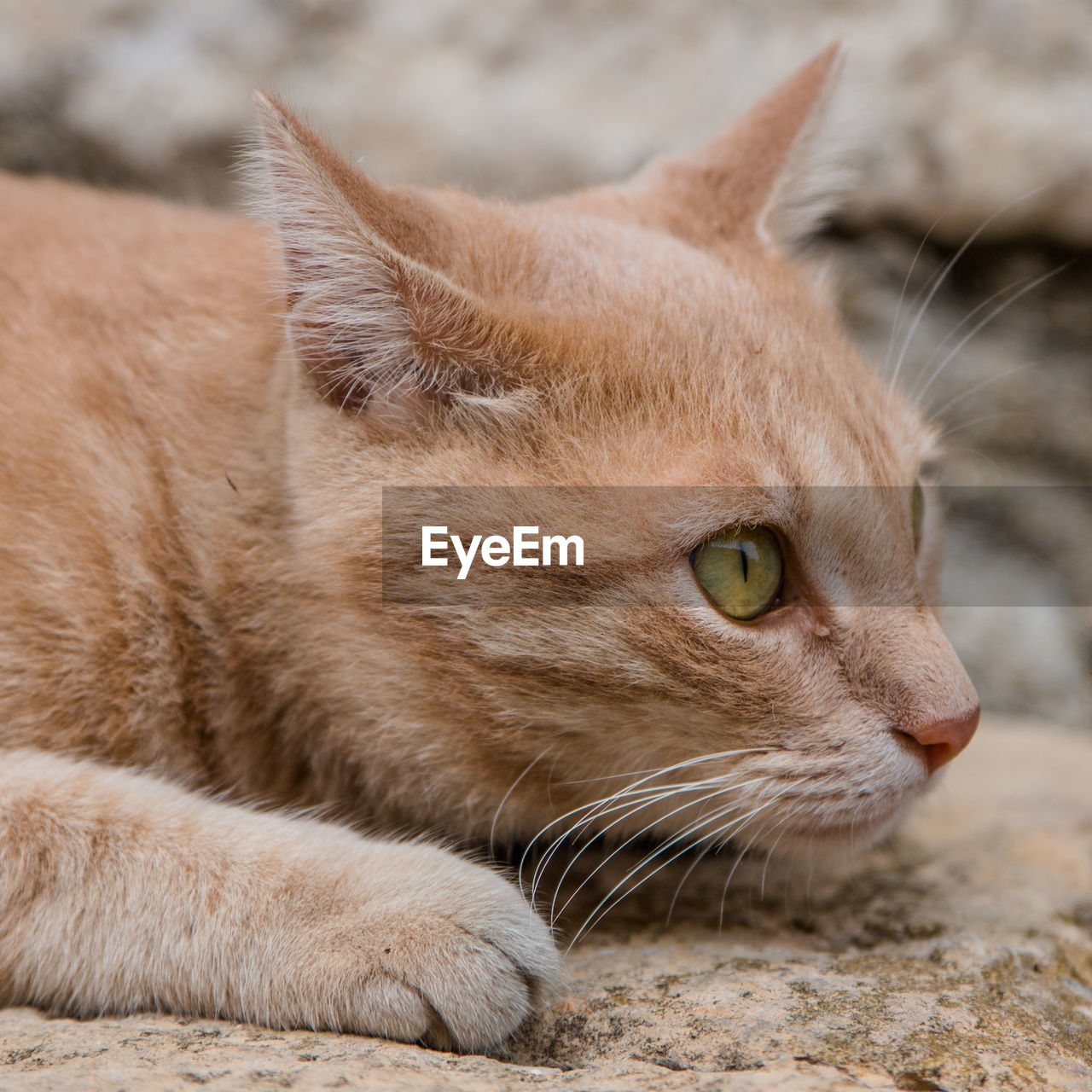 Close-up of ginger cat lying down