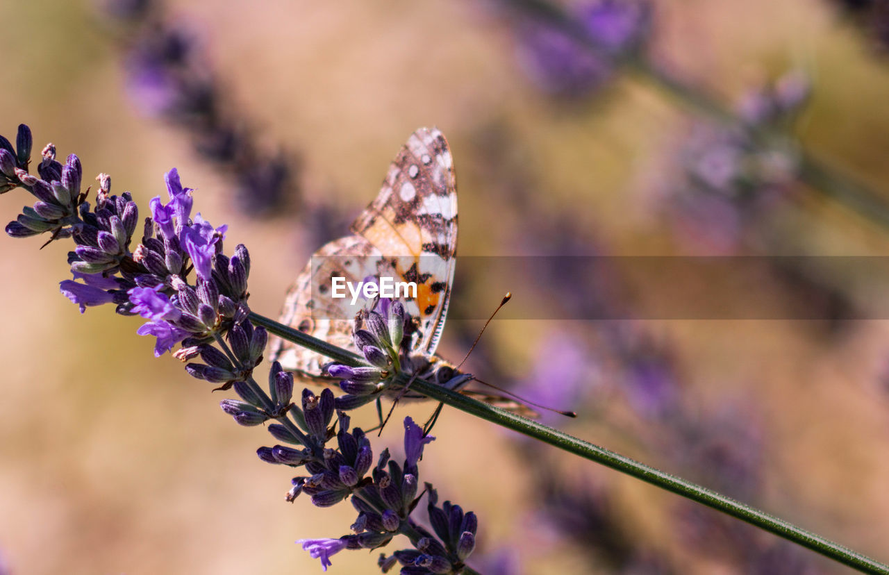 Close-up of butterfly on plant