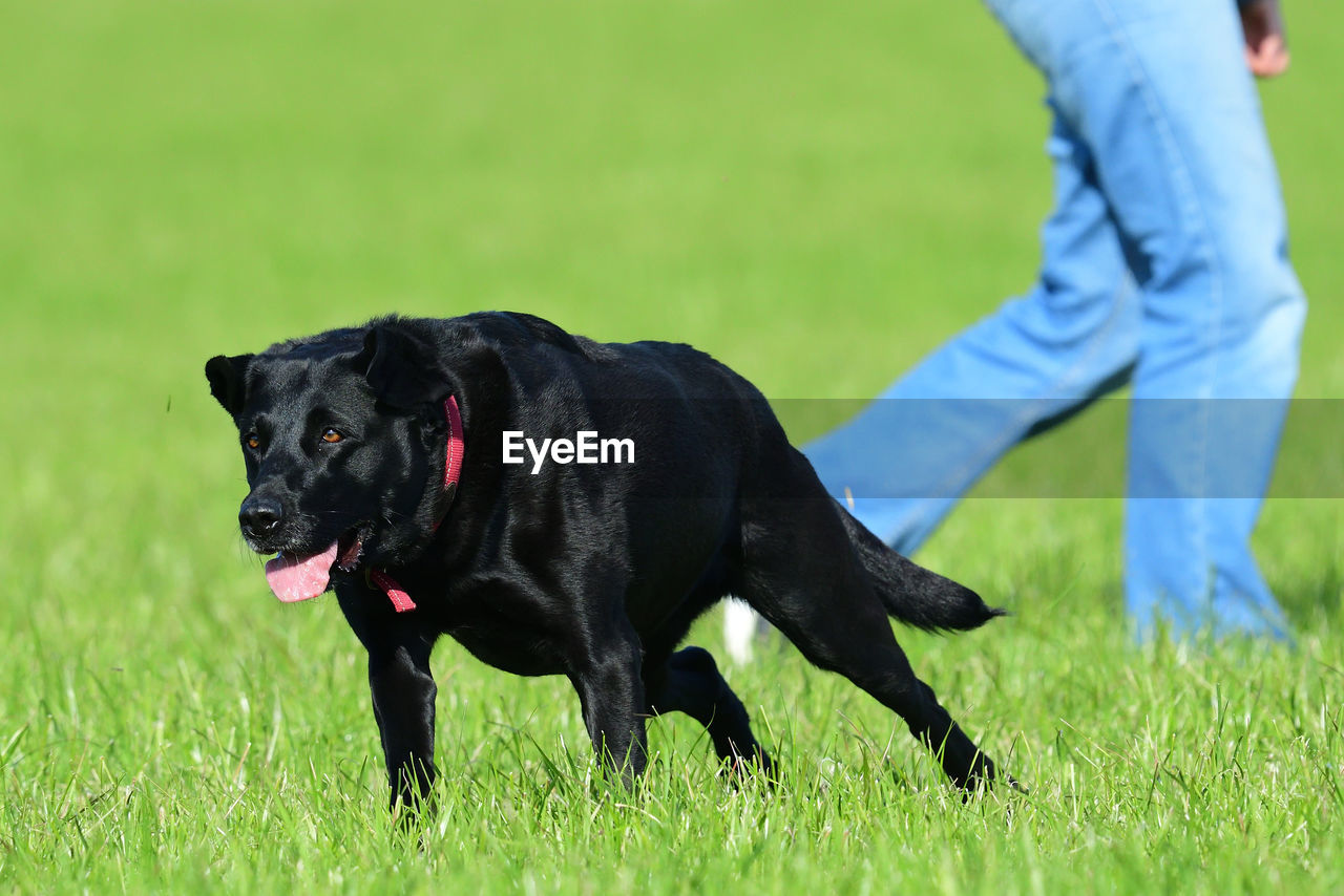 Close up of a young black labrador running through a field