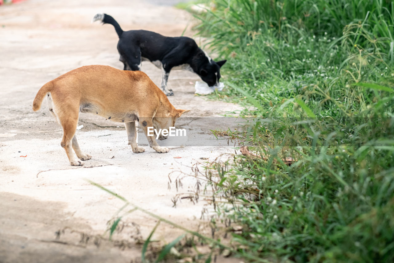 VIEW OF DOGS ON LAND