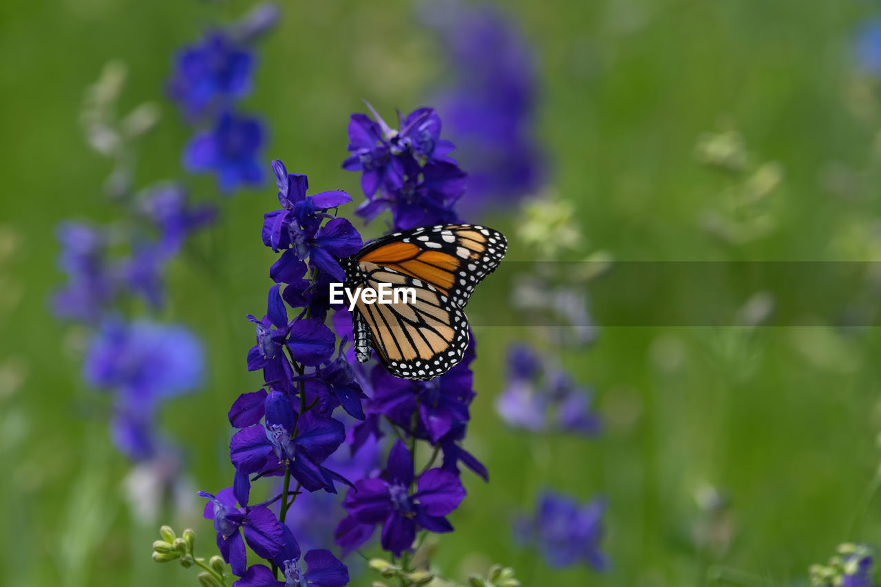 BUTTERFLY ON PURPLE FLOWER