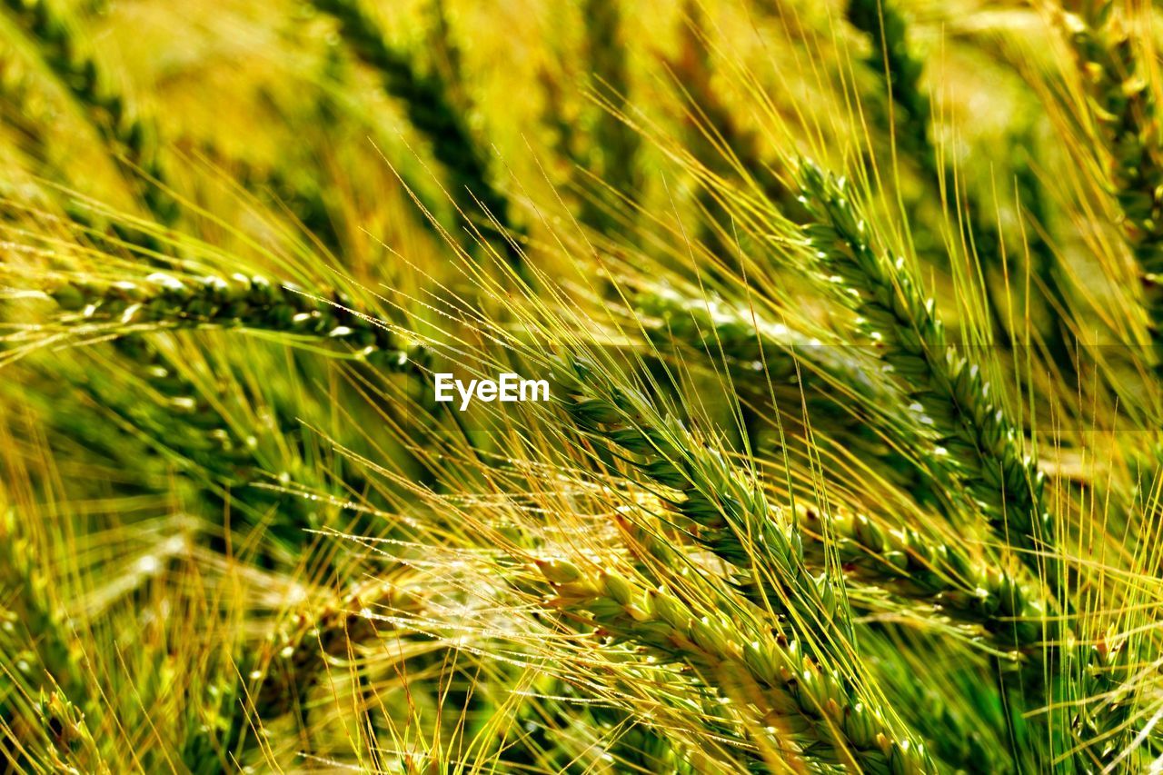 CLOSE-UP OF STALKS IN WHEAT FIELD