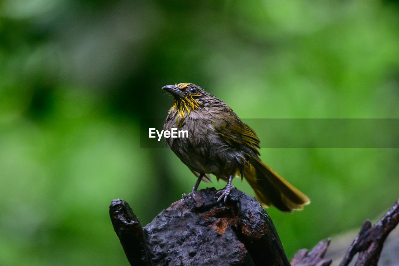 close-up of bird perching on tree