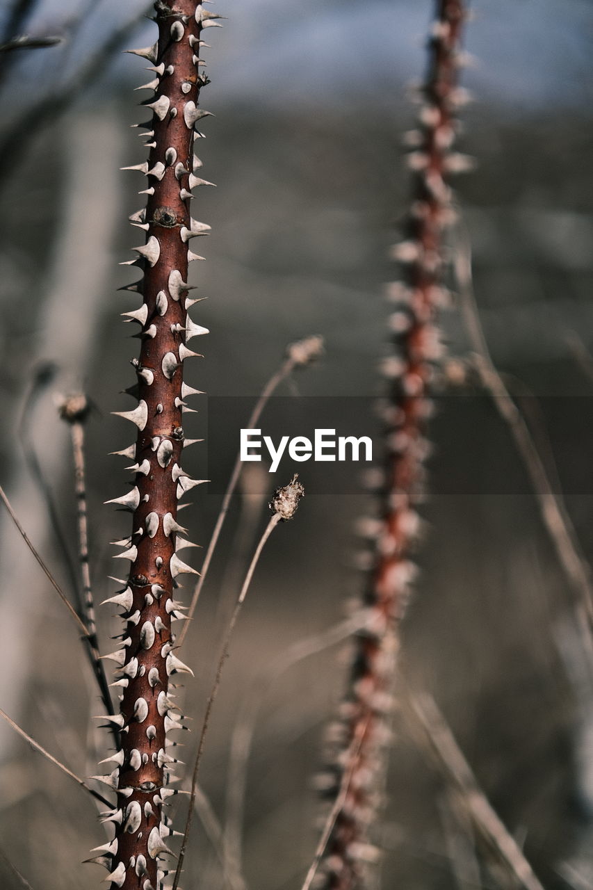 CLOSE-UP OF DRY PLANT