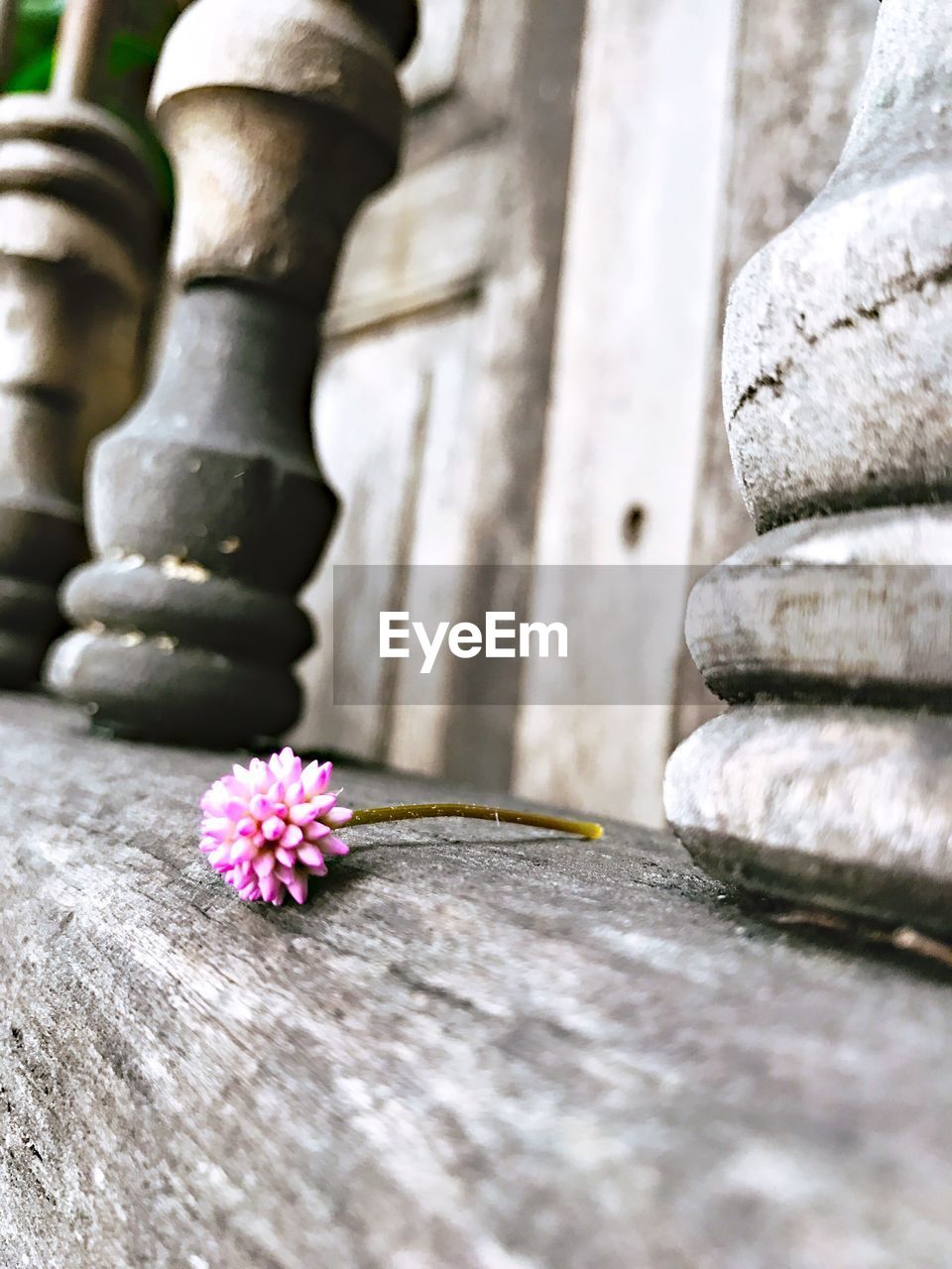 Close-up of flower against blurred background