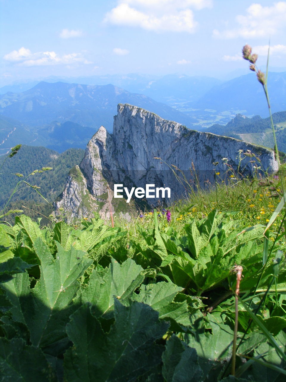 CLOSE-UP OF PLANTS AGAINST MOUNTAINS