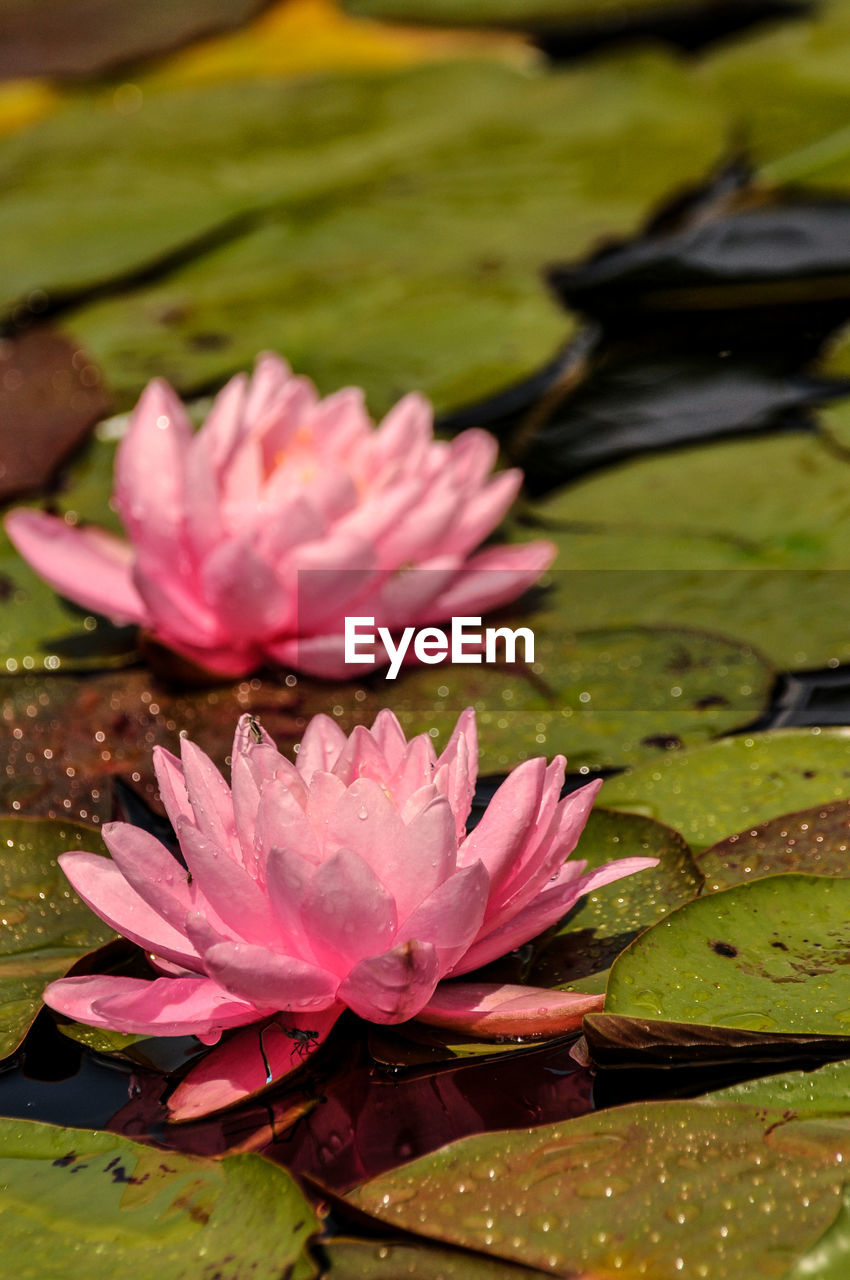 PINK WATER LILY ON LEAVES FLOATING ON LAKE