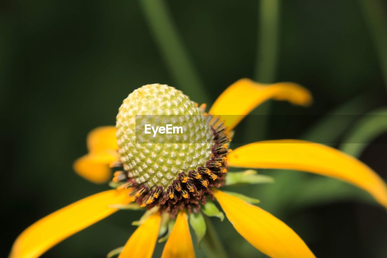 Close-up of yellow flower