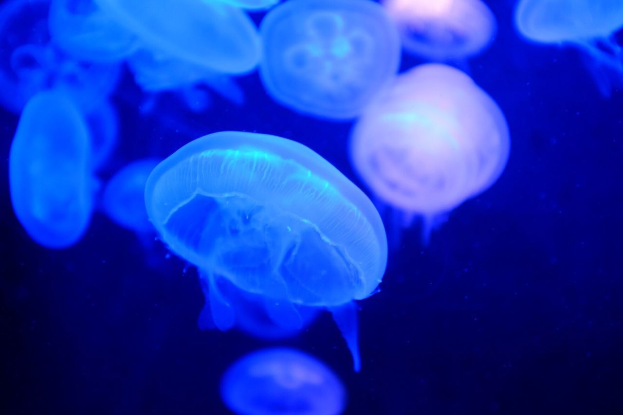 Close-up of jellyfish in sea