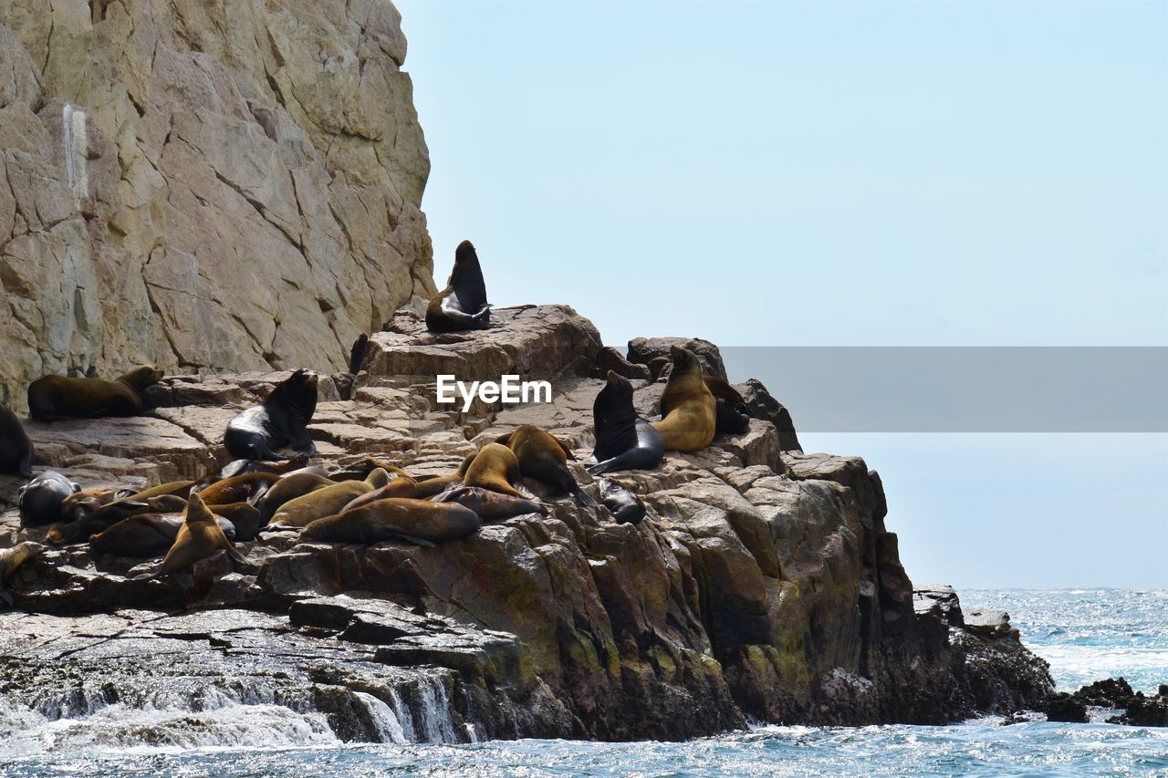 Sea lions on sea shore against clear sky