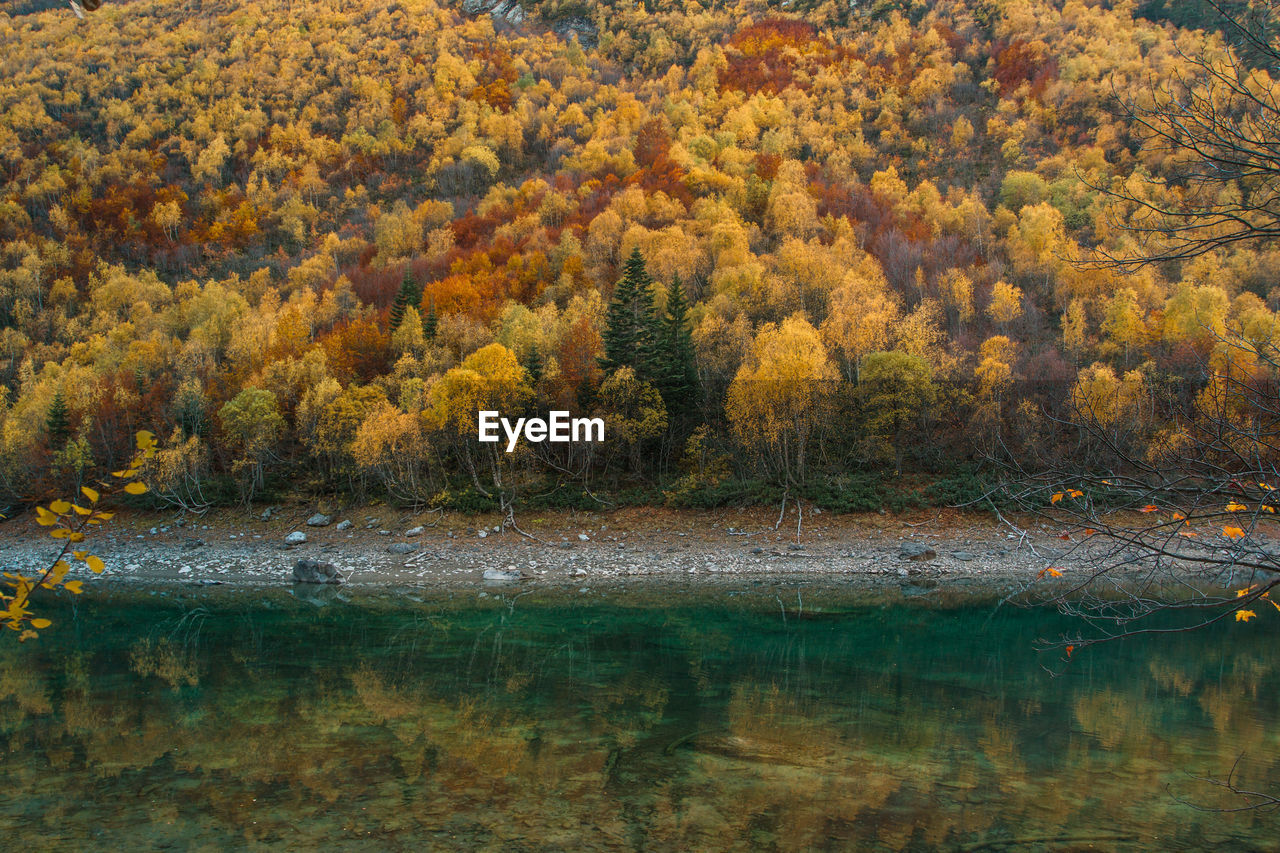 Trees by lake in forest during autumn