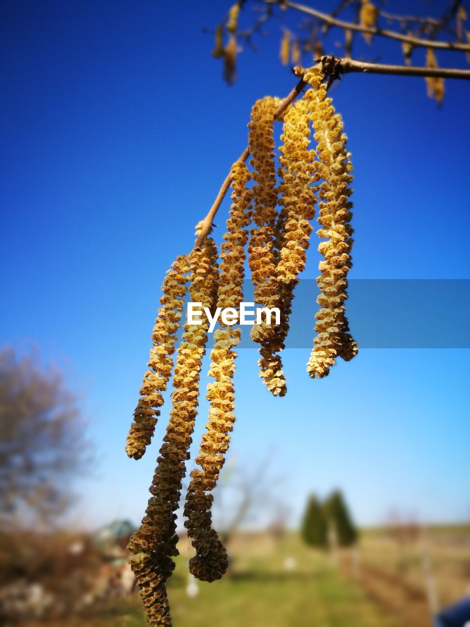 Close-up of flower tree against sky