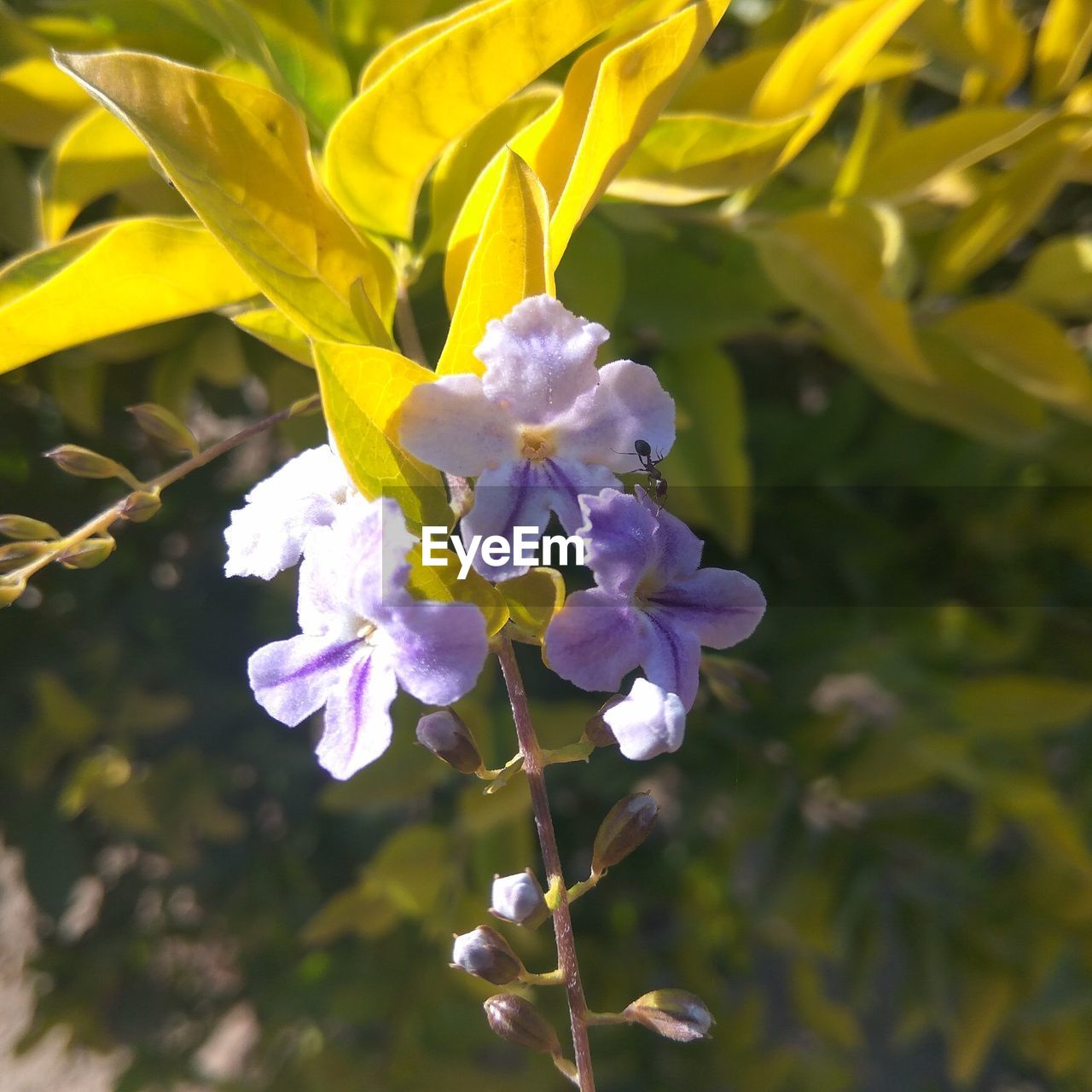 Close-up of yellow flowers blooming outdoors