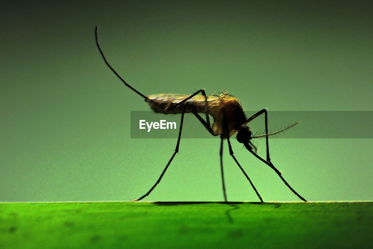 Macro shot of mosquito