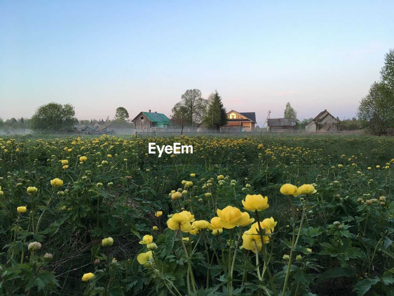 YELLOW FLOWERS GROWING ON FIELD BY BUILDING