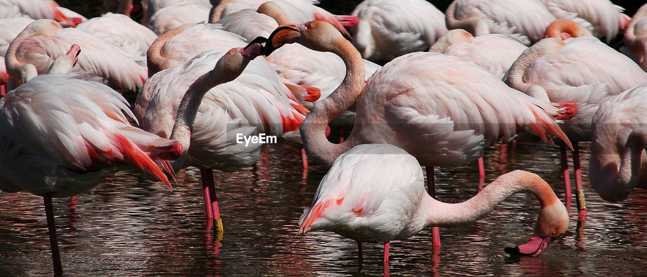 Ful frame of flock of flamingos in water