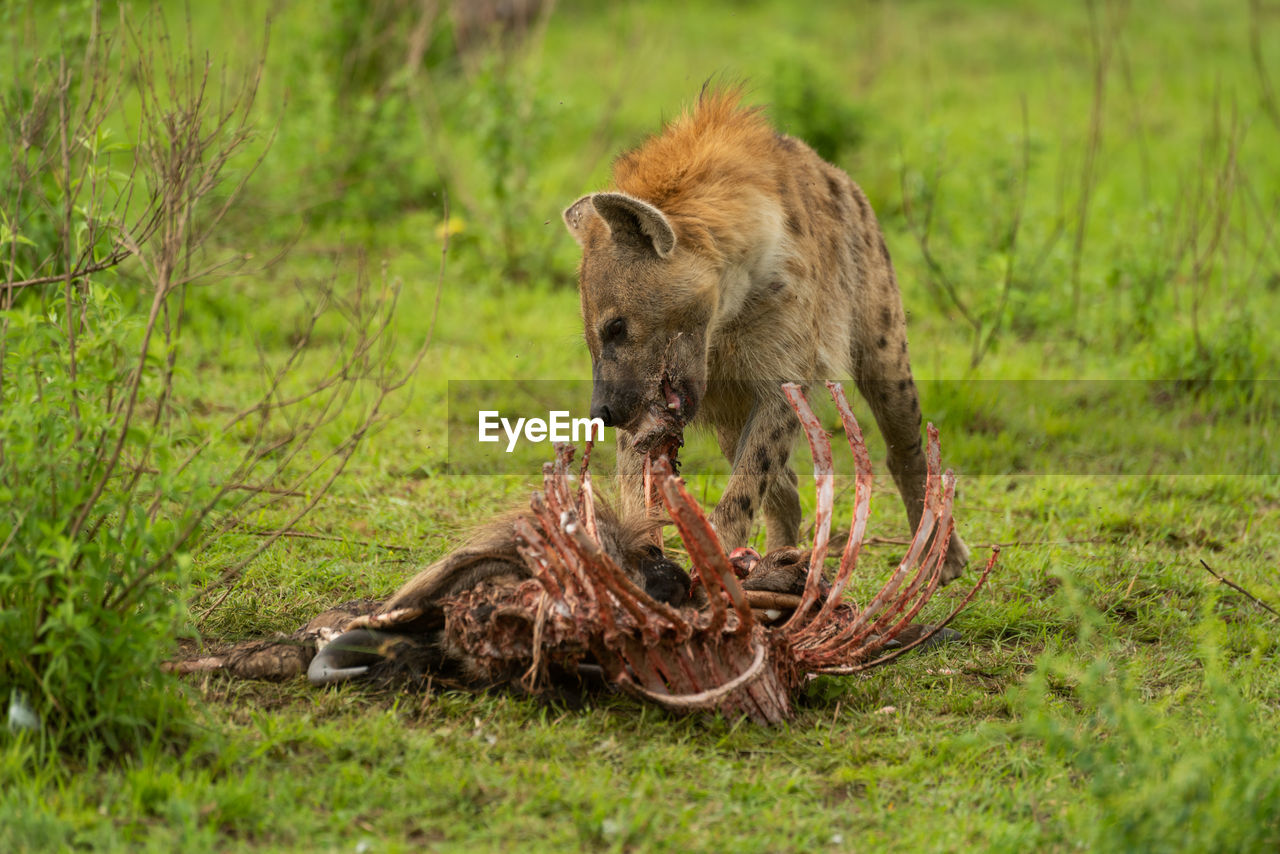 Spotted hyena chewing bones of wildebeest carcase