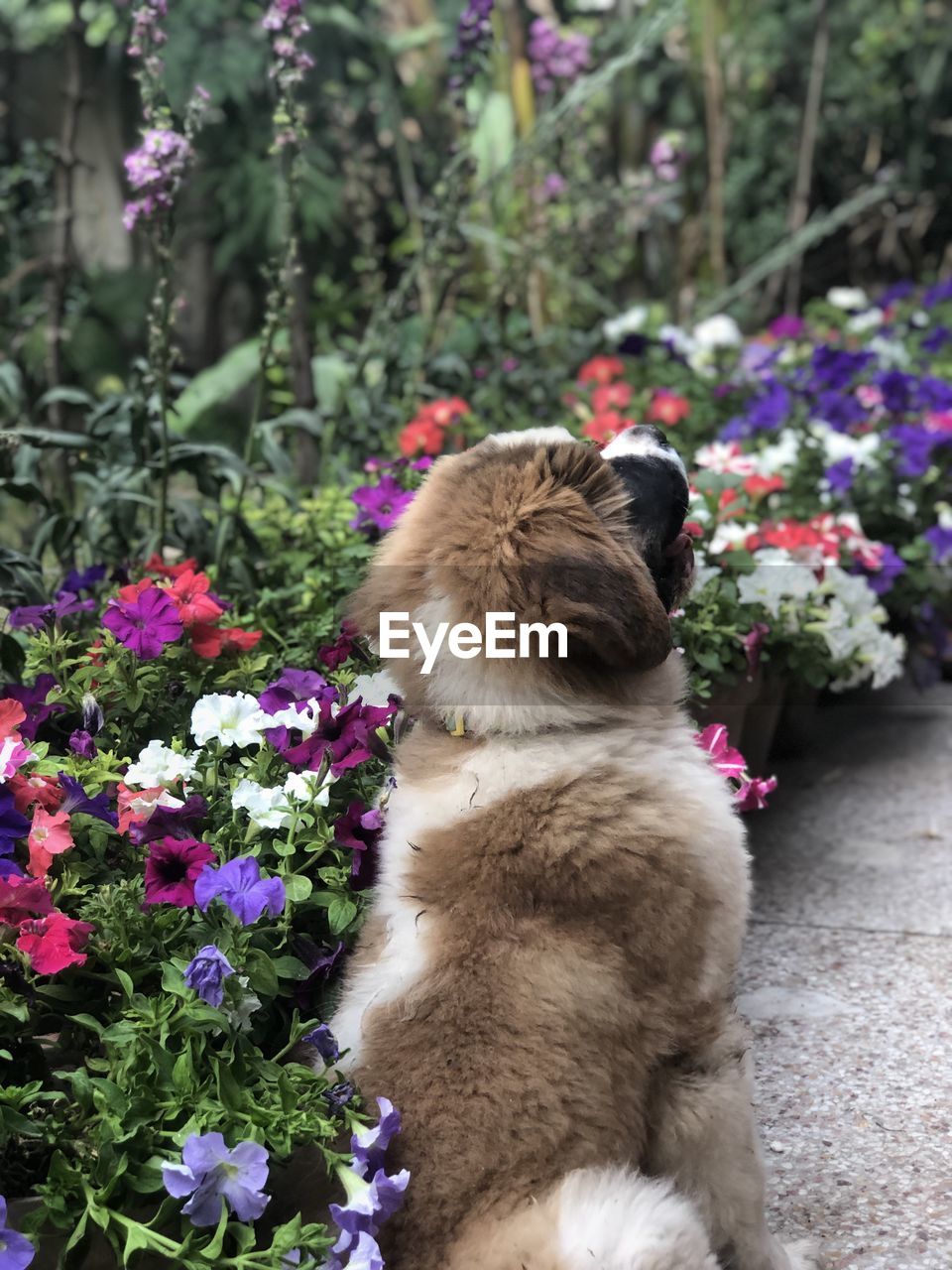VIEW OF DOG LOOKING AT FLOWER